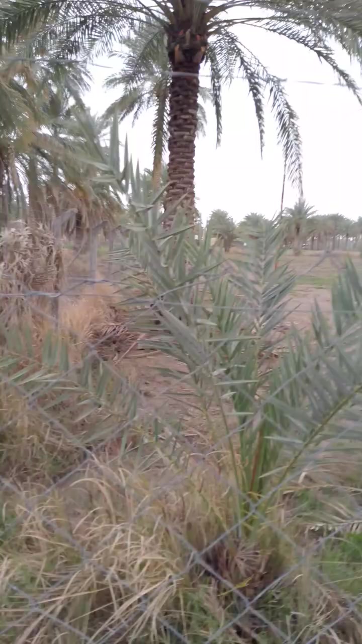 كاع زراعيه للبيع مساحه دونمين تحويل دونم وربع العنوان بابل محاويل مقابل بيت ابو  طياره ***********
