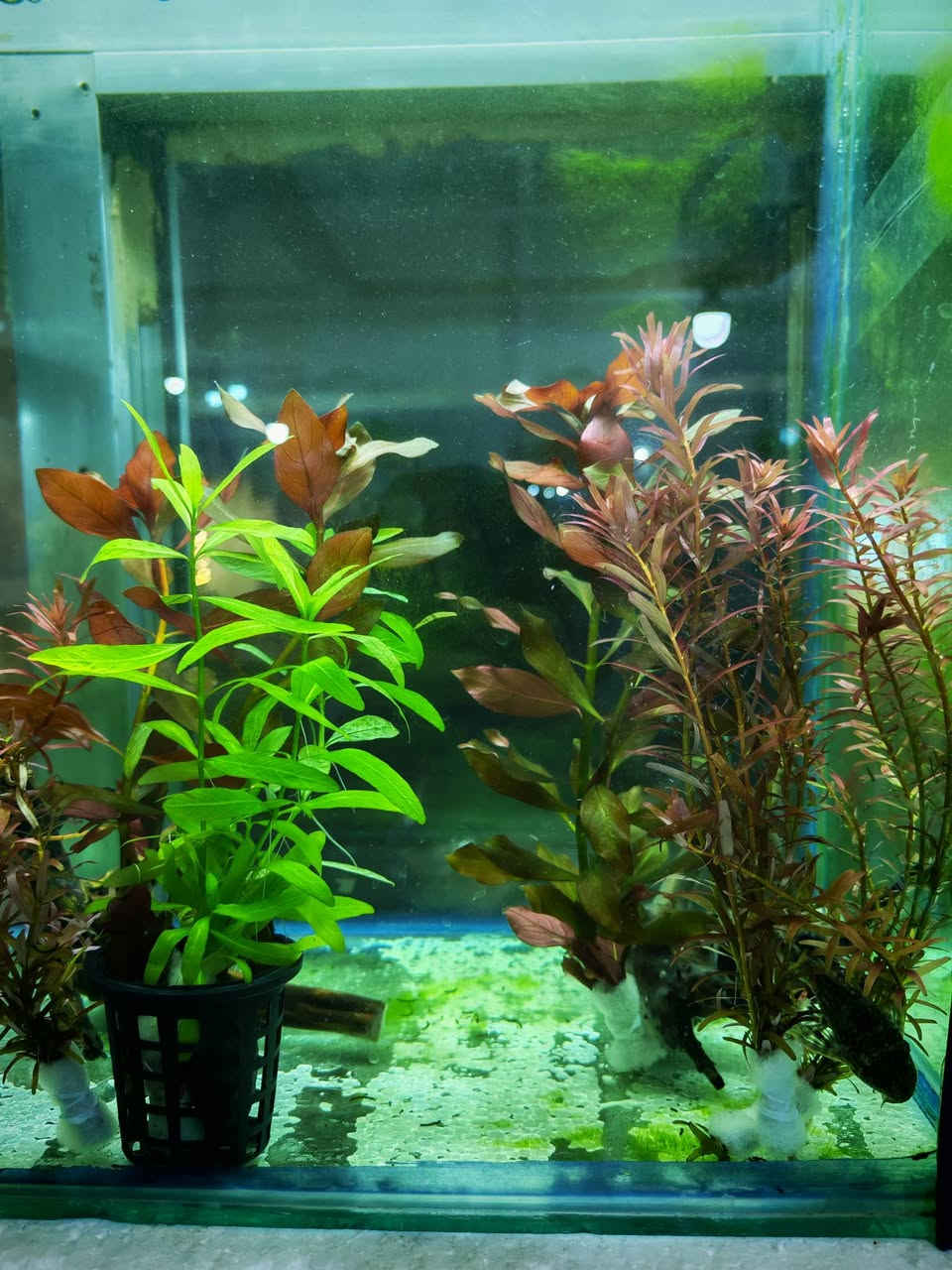 متوفر نباتات طبيعيه خاصه باحواض الاسماك 
سعر الشتله ٣ ثنين ب٥


**إذا كنت صاحب هذا الإعلان وتريد حذفه لأي سبب، رجاءا أرسل رسالة إلى الدعم الفني**