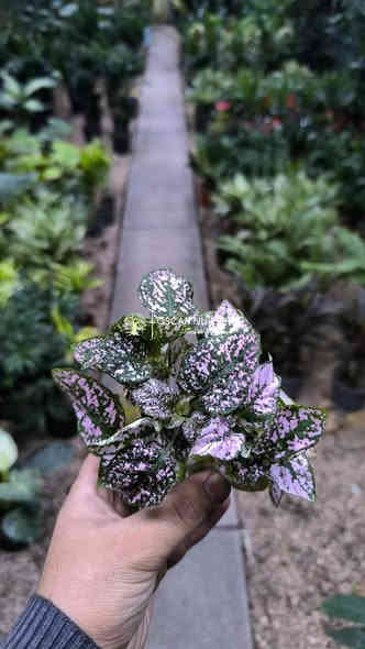 صباحكم خير ومحبه 

توفرت مجموعة نباتات داخلية 

📍 زورونا في موقعنا:
مشتل الأوسكار – حي الحنانة – شارع نجف _ كوفة
(مقابل غرفة تجارة النجف و فريندز كافيه ومطعم شريف– مجاور متنزه الحنانة العائلي)

🕗 أوقات الدوام:
من 8:30 صباحاً إلى 8:00 مساءً

📞 للطلب والاستفسار:
*********** – ***********
(اتصال / واتساب / مراسلة عبر فيسبوك)
 متوفر دفع  زين  كاش ومتوفر ماستر  

🚗 يتوفر توصيل داخل النجف
موجودين في تطبيق توترز لبعض المواد الزراعية 

أهلاً وسهلاً بكم دائماً في مشتل الأوسكار 🌹🌹🌹
