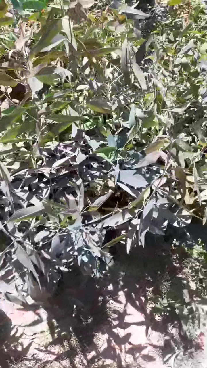 كالبتوز اسود
و كالبتوز ابيض 

اخوان رجاءا و بدون احراج الاسعار ثابتة و هدايا ماكو 

المكان بابل إسكندرية 

سعر الكالبتوز الأسود الشتلة ب ألف دينار و اذا ١٠٠ شتلة و فوق على ٨٥٠ دينار 

الكالبتوز الابيض ب ٨٥٠ دينار


**إذا كنت صاحب هذا الإعلان وتريد حذفه لأي سبب، رجاءا أرسل رسالة إلى الدعم الفني**