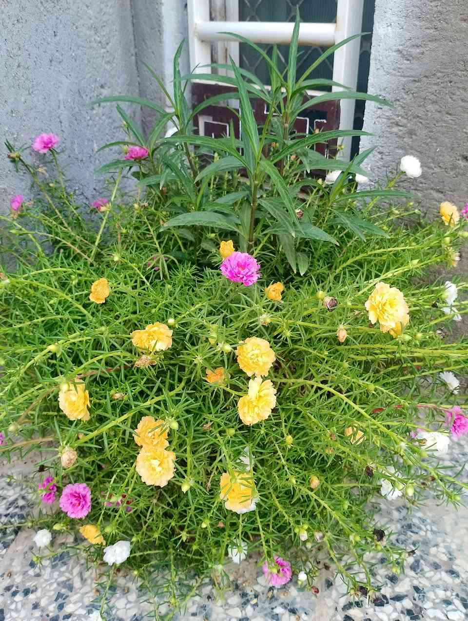 السلام عليكم 
توجد لدينا بعض من الاشجار نباتات الزينة والصباريات والعصاريات وبإسعار مناسبة 
النباتات المتوفرة هي :
- ورد الصباح العراقي الدائمي جميع الالوان
- ورد البربين 4 الوان 
- نبات الهيل 
- دمعة الطفل 
- كلانشو بيناتا نبات عصاري 
- فك التمساح نبات عصاري
- نخيل واشنطونيا 
- جهنمي متسلق 
- جهنمي شجري
- صبار الاوبونتيا 
- زمبق المطر 
- ورد المينا او ام كلثوم 
- صبار شمعدان 
- شحيرة شوارب الملك
- صبار اليوكا اجاف
- مظلة المرور 
- شجرة الحنا ( الحنة )
- تفاح ابراهيمي 
- دم العاشق 
- لالة عباس او ورد المساء 
- شجرة النار ( ورد دائمي)
- بتونيا الصحراء لون بنفسجي ووردي 
- بتونيا الصحراء القزمي لون ورد
- متسلق ست الحسن 
- ورد الموز ( الاحمر والاصفر )
- تكي كندي 
- تين تركي 
- ورد جوري سلطاني عطري
🌸🌹🌸🌹🌸🌹🌸🌹
توجد خدمة توصيل داخل قضاء الفجر للطلب مراسلة الصفحة 👍


**إذا كنت صاحب هذا الإعلان وتريد حذفه لأي سبب، رجاءا أرسل رسالة إلى الدعم الفني**