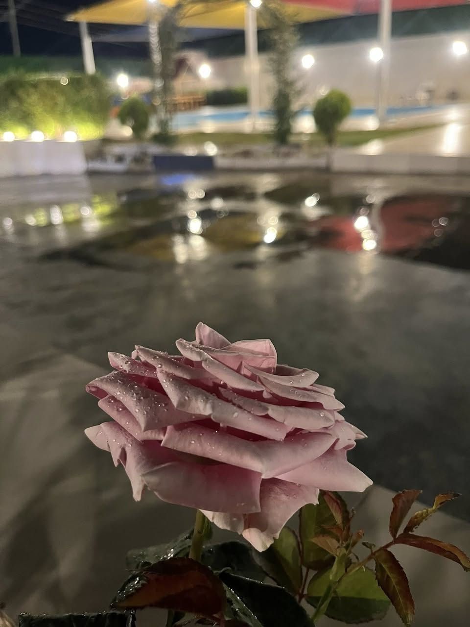 �✨ سفاري ✨🌿

مزرعة سفاري متوفرة للإيجار خلال أيام العيد 🎉
أجواء راقية وراحة واستجمام للعائلة والأصدقاء 🏡💚

✔️ مساحات خضراء واسعة
✔️ جلسات مريحة 
✔️ أجواء هادئة ومناسبة للعيد
✔️ متوفرة للحجز اليومي

للحجز والاستفسار مراسلتنا على الأرقام التالية  📩
العيد أحلى 

‭٠٧٧٨ ١٨٦ ٢٧٩٨‬

‭٠٧٨٠ ٣٤١ ٢٧٢٧‬

