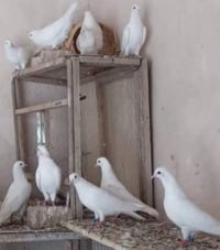 لوت بيض • ٢٠ تك • بغداد