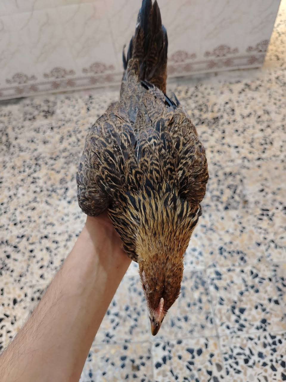 ​📌 إعلان بيع دجاج
السلام عليكم.. متاح دجاج عرب 

​📄 التفاصيل والعدد:

​🐓 ديج (عدد 1): (موضح بالصور).

​🐔 دجاجات (عدد 2): بياضات 

​🐥 فراريج (عدد 6): أعمارهن تتراوح بين 3 أشهر ونص إلى 4 أشهر،  

💶السعار  : كلمن وسعره 

​📍 المكان: العمارة - حي الوحدة

​💬 للاستفسار والشراء:

 التواصل على الخاص


**إذا كنت صاحب هذا الإعلان وتريد حذفه لأي سبب، رجاءا أرسل رسالة إلى الدعم الفني**