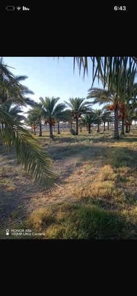 ٤ دوانم • سند ٢٥ • سبع البور البصام