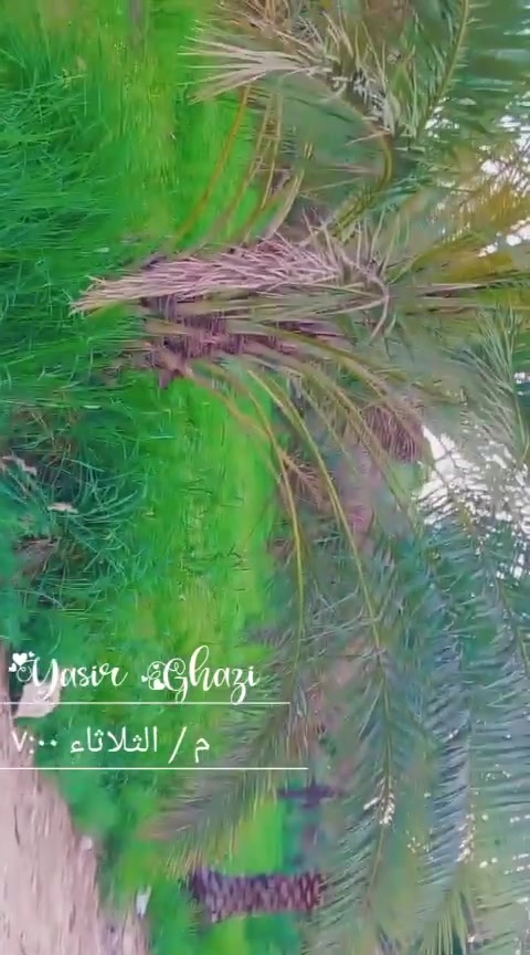 بستان مساحته دونم
 طابو زراعي سند ٢٥
متوفره كل شروط السكن
(ماء اساله +ماء سقي + كهرباء)
العنوان :الصويرة قريه جويميسه الغربية.
للاستفسار :***********
