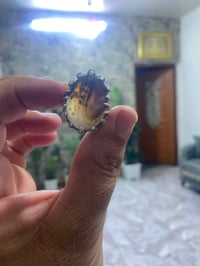 علي صادق • قفله 30 • ٢٠