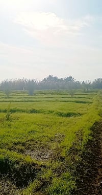 7 دونم للبيع موقع الزنبرانيه ركن واجهه 160 متر سعر الدونم 120 مليون وب...