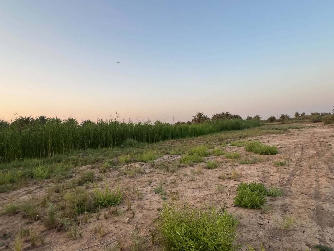 ارض طابو صرف  خمس دوانم المكان قرب محطة غاز القطنه  شارع الرابط  طويريج  مرقد بنات الحسن عليهم السلام.... سعر الدونم خاص الاتصال مباشر ***********
