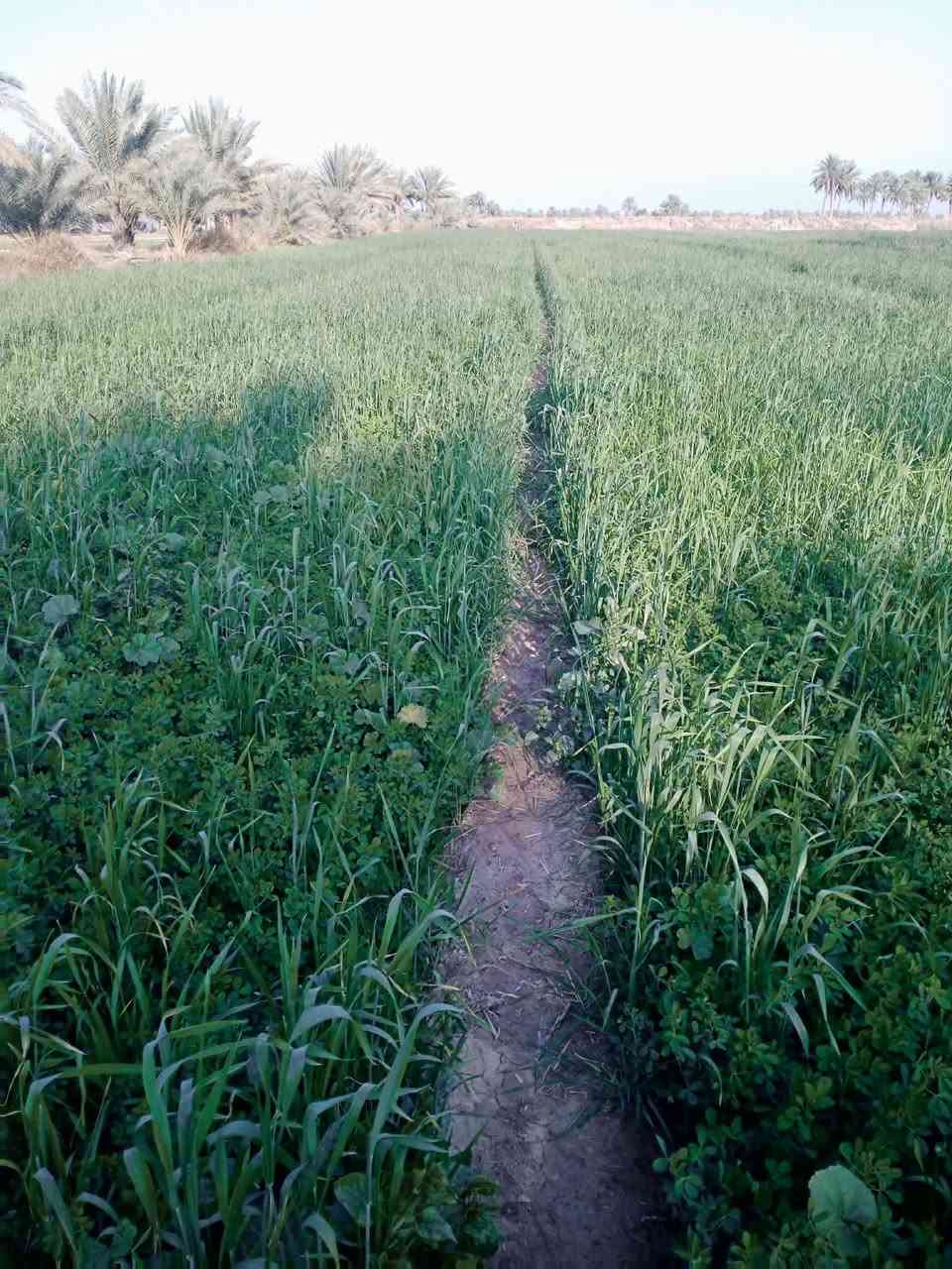 يوجد ضمان جت عالي خير من الله مستحق حش دونمين ويريد على شكه هم عادي يريد على دونم بيه خير ويدلل *********** بابل قضاء الكفل ع شارع لامام زيد بن علي 50متر عن شارع العام
