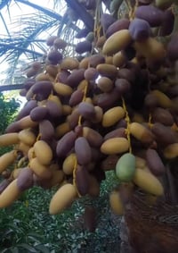 يوجد فسائل العمراني نوعيه جيده مثل موضحه بصوره يشهد الله مالت حض وبخت ...