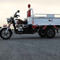 ستوته ٢٠٢٣ • فحل عالي • كفاله عامه