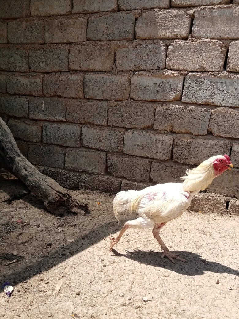 ديج هرتي للبيع


**إذا كنت صاحب هذا الإعلان وتريد حذفه لأي سبب، رجاءا أرسل رسالة إلى الدعم الفني**