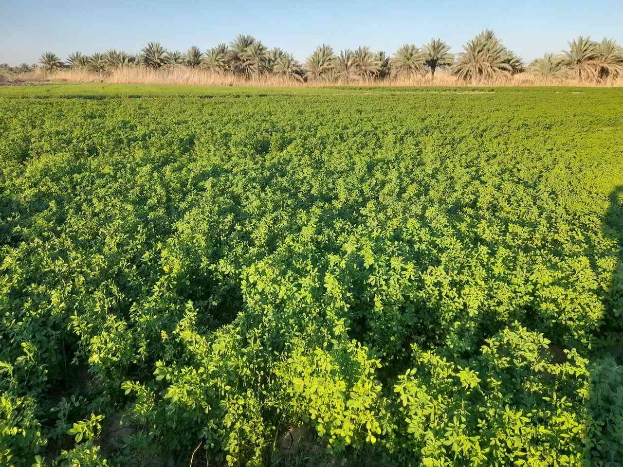 السلام عليكم ارض زراعيه للبيع المساحه ٢٢دونم سند ٢٥تحويل أسهم ماء  تسقي سيح كهرباء قريبه عليها العنوان طويريج الخيرات للإستفسار ع الرقم ***********
