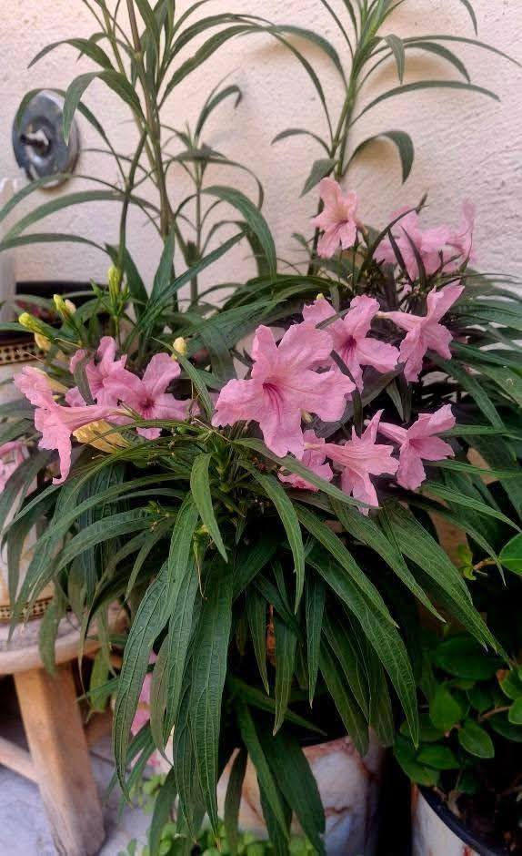 🌺 بيتونيا الصحراء 🌺
نبات مزهر جميل يتحمل حرارة الصيف والشمس المباشرة ☀️
مناسب للحدائق والأحواض ويتميز بإزهاره المستمر وألوانه الزاهية ✨

🎨 متوفر بثلاث ألوان:
🤍 أبيض / 2000 دينار 
💜 بنفسجي/ 1.500 دينار 
🩷 وردي/ 2000 دينار 

عنوان تقاطع سبعه نيسان داخل 
للتواصل والاستفسار / ***********
