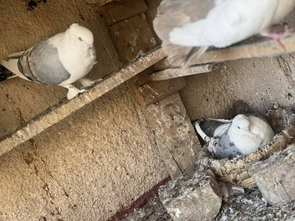 السلام عليكم متاح خدمة  حمام زينه عدد 9زواج كلهه طيره وفحل ضمان الانتاج مال بيت طيور نظيفات مكاني حي النصر توصيل موجود حسب الاتفاق *********** سعر الزوج 50الف وبيهن مجال
