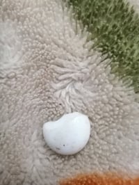 عطف أصلي • موشري