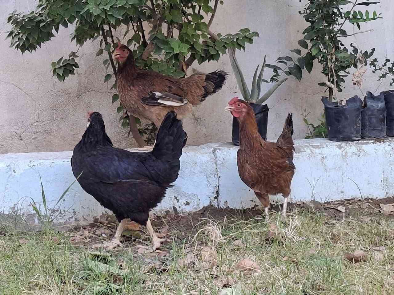 دجاجات عرب عدد خمسه 
التفاصيل وحده ام ركيبه وثنين سود مكعكلات وثنين حمر شرط الخشونه والصحه والشكل حلال تبزير عراقي مشروط من كلشي المكاني البدير 
توصيل عفك  الفين وديوانيه ثلاثه الف فقط 
تفاصيل اكثر خاص


**إذا كنت صاحب هذا الإعلان وتريد حذفه لأي سبب، رجاءا أرسل رسالة إلى الدعم الفني**