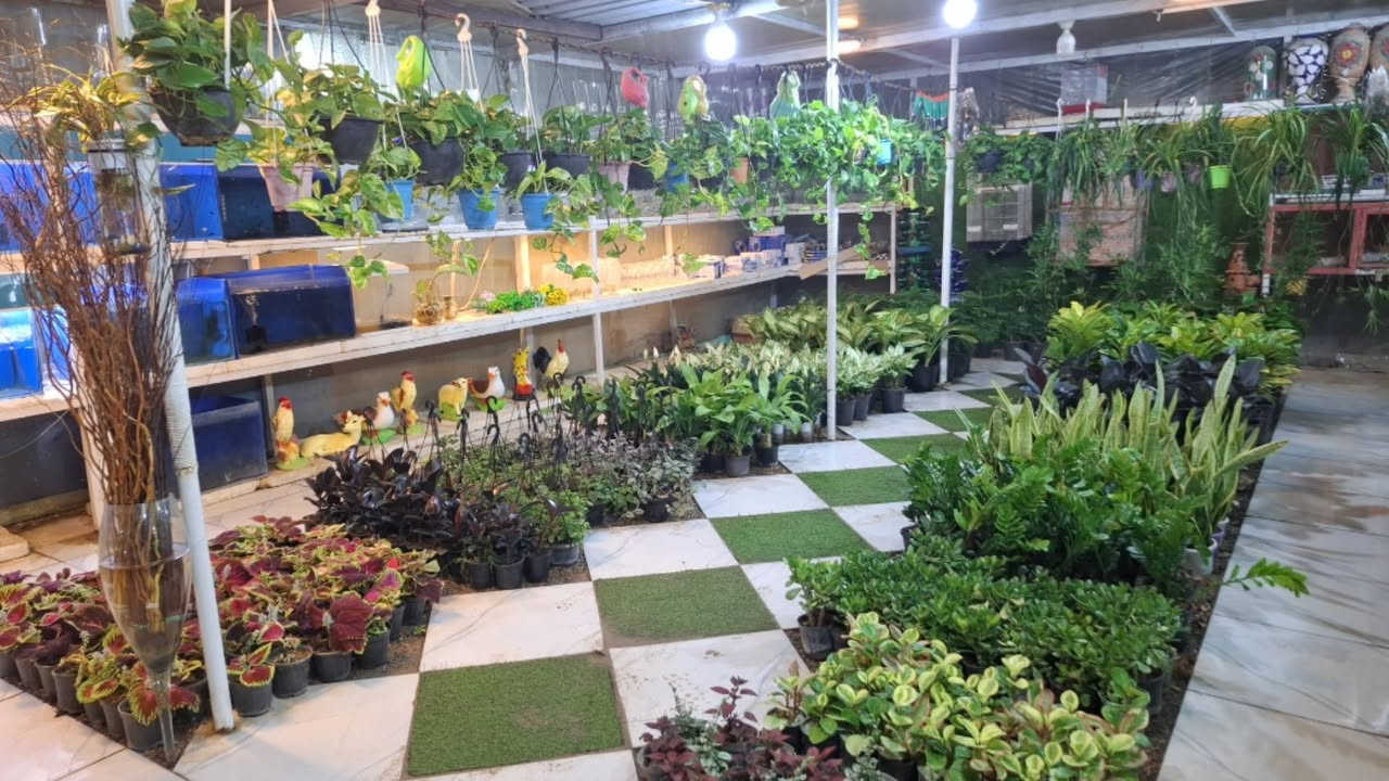 توفرت الآن مجموعة مميزة من النباتات الظلية داخل #مشتل_ملك_الزهور 
أصناف متنوعة 
وأسعار مناسبة 
ذي قار الشطرة شارع العدل قرب البوابة الرئيسية مجاور بلدية الشطرة مقابل مدرسة ذي قار 
تتوفر خدمة توصيل داخل الشطرة فقط


**إذا كنت صاحب هذا الإعلان وتريد حذفه لأي سبب، رجاءا أرسل رسالة إلى الدعم الفني**