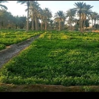 بسماوه • ٧٠٠دونم • ع نهر