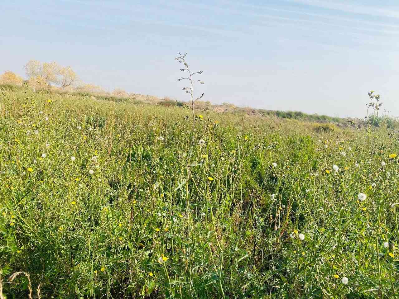 سلام عليكم ورحمة الله وبركاته توجد سفحه للبيع المساحه 75 دونم  المكان طريق سيد احمد الرفاعي / مقابل قرية حميد موحان الخير الله الشويلات/ تبعد عن شارع العام كيلو ماي متوفر عل( كرمة الزيديه)
اتصال ع الرقم ‭***********
الرقم الثاني   ***********
