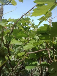 يوجد لدينا شتلات عنب في كافه الانواع سعر الشتله الفين دينار لتواصل.. 0...