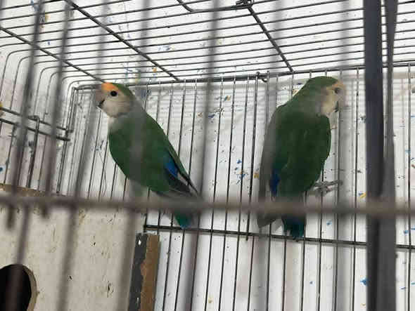 متاح غندوره صحه جيده ويا قفص كامل ملحقات ب 80 بيهم مجال مكان موصل حمدانيه ***********
