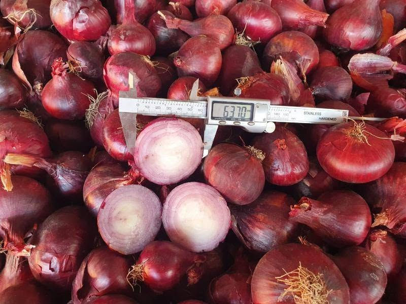 Fresh réd /white /yellow onion High quality from Morocco 🇲🇦


**إذا كنت صاحب هذا الإعلان وتريد حذفه لأي سبب، رجاءا أرسل رسالة إلى الدعم الفني**