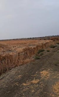 بابل سده محاويل • ١٢٠دونم • سند٢٥
