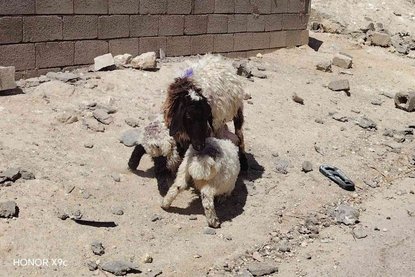 بسم الله تبارك الرحمن 
متاح نعجه وراه توم طلي وفطيمه صور سنه بلمنشور شرط نصاح سن. شطر وعلاكل عيب سعر 765 وبيه مجال مكان الانبار حديثه *********** وبي واتساب

