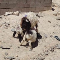 نعجه للبيع • نعجة مع توم • طلي وفطيمه • نعجه حلال • نعاج الانبار • نعج...