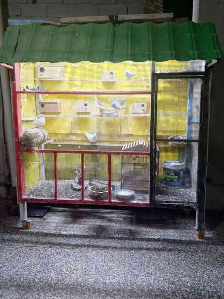 قفص بلابل جديد مستخدم قليل تفصال مكان بغداد مترتين ونص والعرض ٨٠س لسعر 300وبي مجال الشراي يتصل ***********
