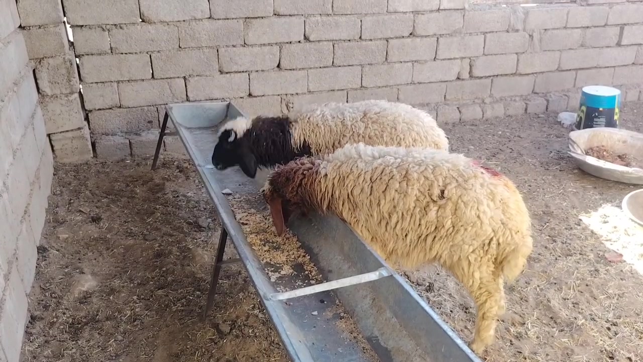 السلام عليكم يوجد طليان 1وفطيمه 1 ناصحات شرط النصاحه تريدهم ربط او ذبح مكاني صلاح الدين بيجي قرية المزرعة للاستفسار للاتصال على الرقم *********** يوجد خدمه توصيل حسب الاتفاق
