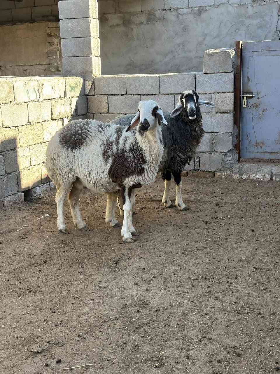 يا الله نعجات مال الكوت نعجات كلش حلوات مآل جناي مكفولات كافت شروط الجني سعرهن 900 وبيهن مجال بصيط مكاني البصره الزبير رقمي *********** يوجد توصيل 🚚 داخل البصره
