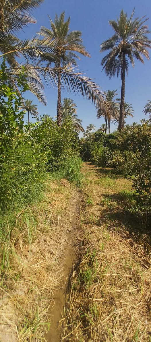قطعه أرض زراعيه المساحه(١٢٥٠)م مربع موجوده فيها كافة الخدمات الموقع راقي جدا بعد احسن من التصوير الاستفسار على هاذهي الأرقام الي موجوده في المنشور(***********)+(***********)تحياتي للجميع
