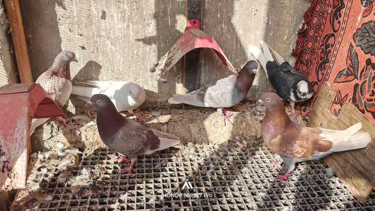 السلام عليكم بصراويات مال صيد للبيع عدد 6 الطيور بيهن بس 2 ما موثقات سعر الزوج 15 مكاني كفاءات السيدية رقم *********** واتساب
