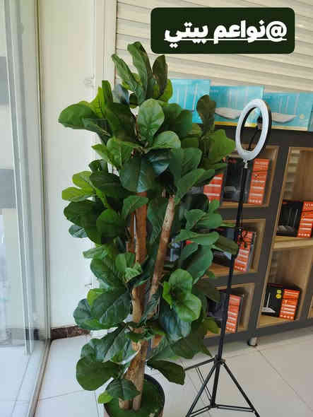 اشجار صطناعيه بموديلات مختلفه يعطي منظر جميل وراقي 
توت توت تعالي النواعم بيتي كلشي موجود😜🤪😋
🧿﷽ 🧿
#نواعم بيتي المواد المنزليه
بضاعة جديدة ومنوعة موديلات واشكال مختلفة راقية وأنيقة ومفيدة جدا تجدونها في نواعم بيتي  
العنوان / العزيزية شارع سيد عزي مجاور علي العتبي للذهب عمارة احمد صبر
يتوفر لدينا خدمة توصيل داخل العزيزية مجاناً 
توصيل لكافة محافظات العراق

👌للحجز ارسال صورة المنتج ورقم الهاتف 
الحجز مراسلة الصفحة أو الاتصال على الرقم ***********\*********** 
🏠الدوام من الساعة التاسعة صباحاً  لغاية الساعة التاسعة ليلآ
اسعارنا تنافسية ومخفظة جداً ....ويدللون 😁😃
نواعم بيتي #تسوق #ترند#تسوق
