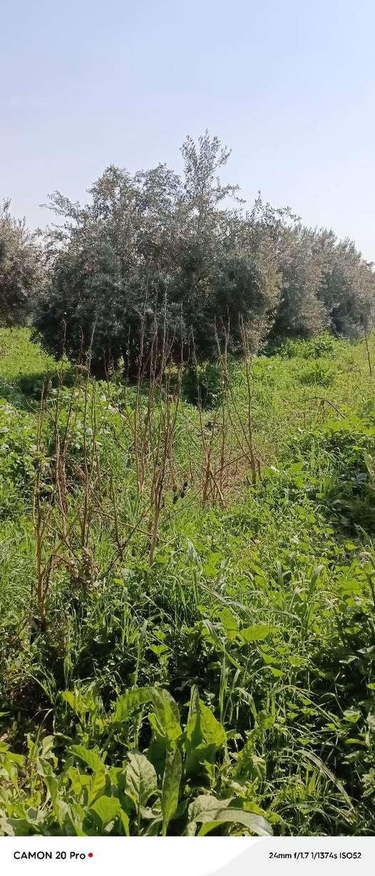 يوجد لدينا اشجار زيتون للبيع لعدم تفرغ عمر15سنة او اكثر اشجار وفير انتاج مزرعة كامله اقل طلب 10اشجار او اقل بسعر مناسب
ستفسر***********
عنوان موصل بعشيقة
