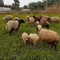 طليان للبيع التك عل 75  07800008811