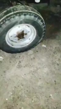 يوزل تركي 290محرك بيركنز ستندر تحويل مشروع وطني،جاهزه شركه 07800315996...