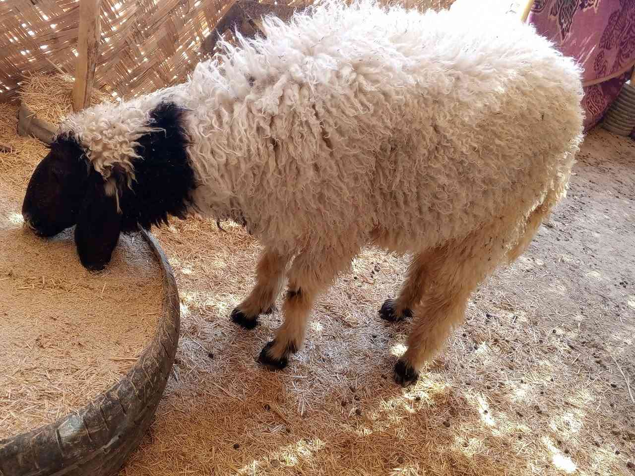 ورجينه فول درجه اولى ماجايبه ولا بطن شرط الصحاه السعر 310 وبيهه مجال مكاني الفهود


**إذا كنت صاحب هذا الإعلان وتريد حذفه لأي سبب، رجاءا أرسل رسالة إلى الدعم الفني**