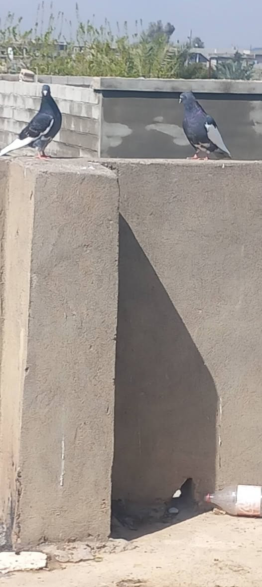 السلام عليكم
6ايرانيات للبيع السعر 25الف نهايتهن كلهن بيعه وحده مكاني الزاب اليريدهن يراسلني خاص او يتصل عله هاذه الرقم #***********
