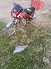 جني • شغال • علم فلكه الفرسان