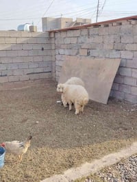 خاروف • فطيمة • الشرگاط اسديرة وسطى