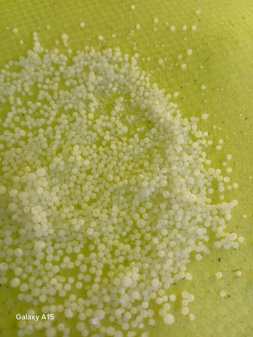 السلام عليكم
سماد يوريا عراقي درجه اولى 
محبب  بانسب الأسعار 
العنوان بابل الحمزه الغربي 
استفسار ***********
