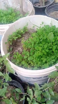 خدمات زراعية • حراثة وتفصال • قضاء ابوالخصيب