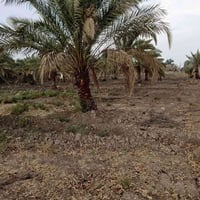 بستان للبيع المساحة 2.5 دونم  طابو زراعي سند 25 المكان بغداد المحمودية...