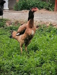 دجاج هندي • رقم واحد • النمرود