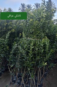 مشتل كرار الزراعي الاسعار جمله فقط  يتوفر  برتقال عراقي كيس حجم شتله م...