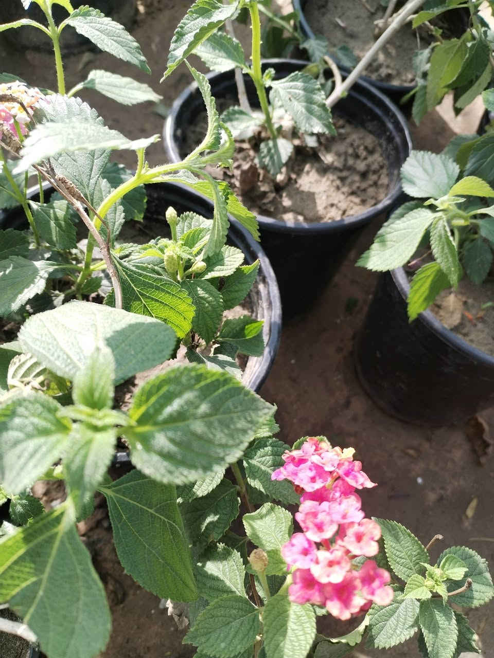 يالله يارزاق المشتل الصغير متوفر خدمه توصيل للحجز والاستفسار ***********
